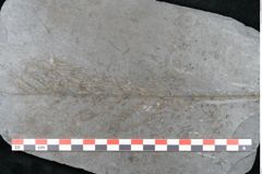 Foto (Detailansicht) von Todea lipoldi  (NHMW-GEO-2024-0188-11188)
